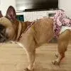 gizmo.webp gizmo.webp