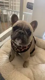 betty.webp