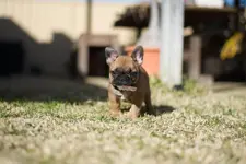 Rufus Day 1.webp
