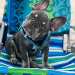 Hector at Beach.webp
