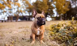 Leo field.webp