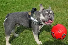 Buster 1.webp