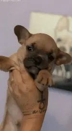 Louie.webp