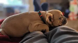 Louis asleep.webp