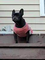 lily.webp lily.webp