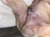 pup_skin.webp