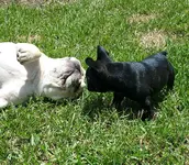 Henri and Tessa.webp