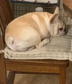 Henri 02-15-19.webp