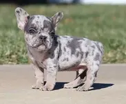 French Bulldog Male Name James.webp