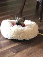 Jelly in his bed - 4-14-22.webp