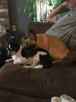 Jelly and Petey - 6-22-22.webp