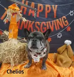 Cheli tday 22.webp