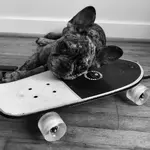 Bosley.webp