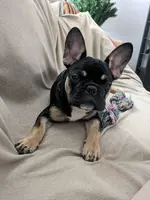 Taz - 18 weeks old.webp