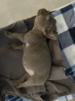 Bacon sleepy.webp