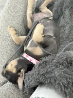 french bulldog chewing on string - Copy.webp