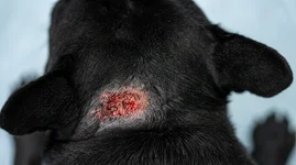 Change_dog_skin_color_variation_202605161117.webp