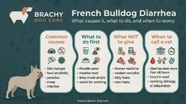 French_Bulldog_Diarrhea_What_to_202606011018.webp