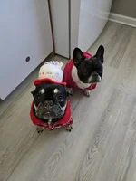 My Babies Paris and Pollo
