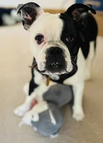 New to Frenchies & Feeling Challenged!