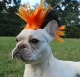 Gidget5.webp