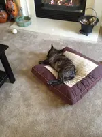 Cheli 012.webp