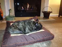 Cheli 001.webp