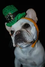 st pat.webp