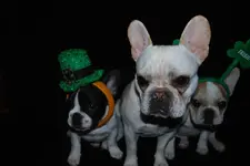 st pat1.webp