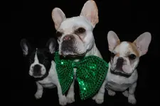 st pat2.webp