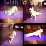 bkfDo Plank pose.webp