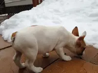 snow.webp