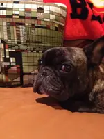 frenchie status 001.webp