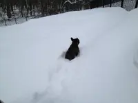 lewis phone snow pics 210.webp