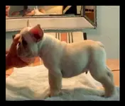 Henri 4-06-14.webp