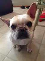 goober.webp
