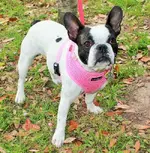 emmie.webp
