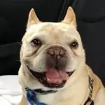 yoshi.webp yoshi.webp