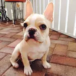 Leo1.webp