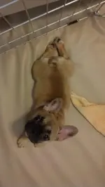 Frog Dog.webp Frog Dog.webp