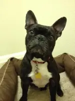 gemma.webp gemma.webp