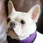 fleurabella.webp fleurabella.webp