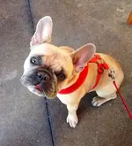 OllieLazyDogMay 2014.webp