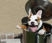 in hot water.webp