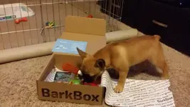 BarkBox.webp BarkBox.webp
