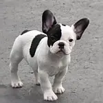 ImageUploadedByTapatalk1403831563.166071.webp