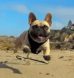 FlyinJake.webp