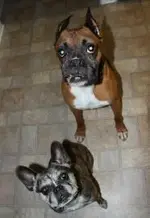 Zoe & Oscar.webp
