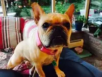 Phoebe.webp Phoebe.webp
