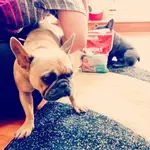 olliecleaning.webp